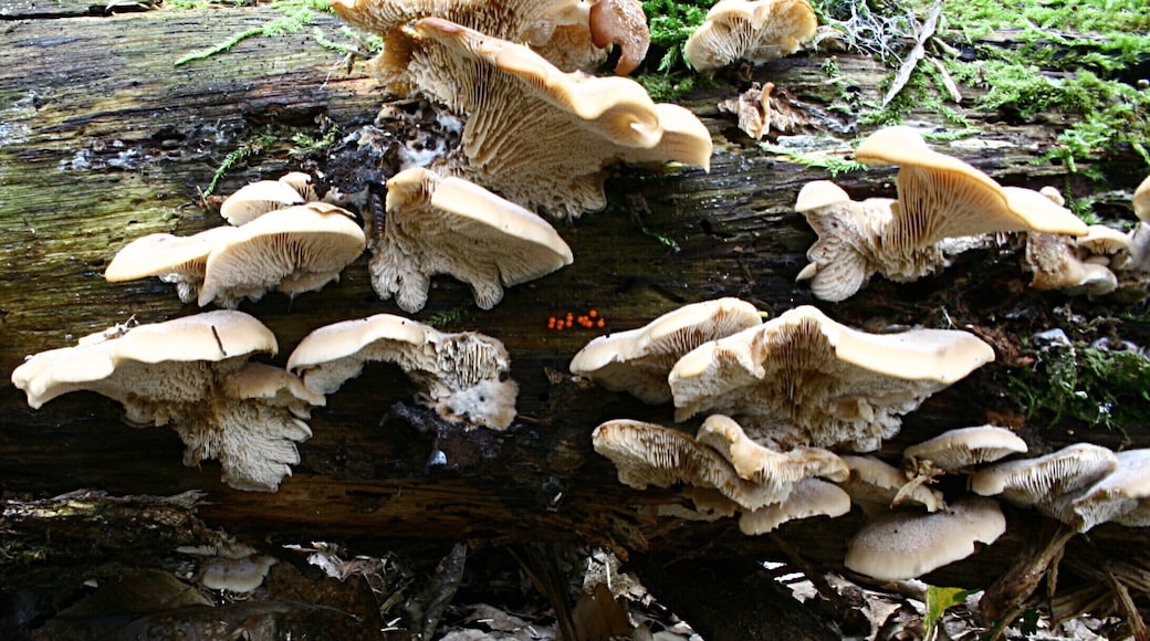 Lentinellus castoreus in a wood near Les Ulis, France.
