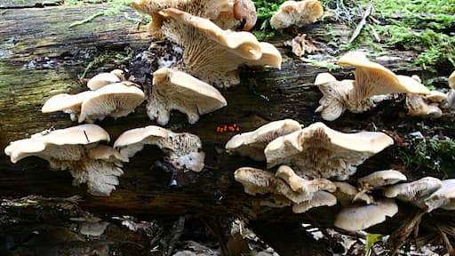 Lentinellus castoreus in a wood near Les Ulis, France.