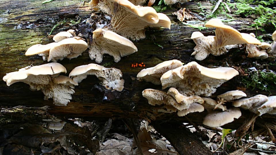 A log with mushrooms growing on it.