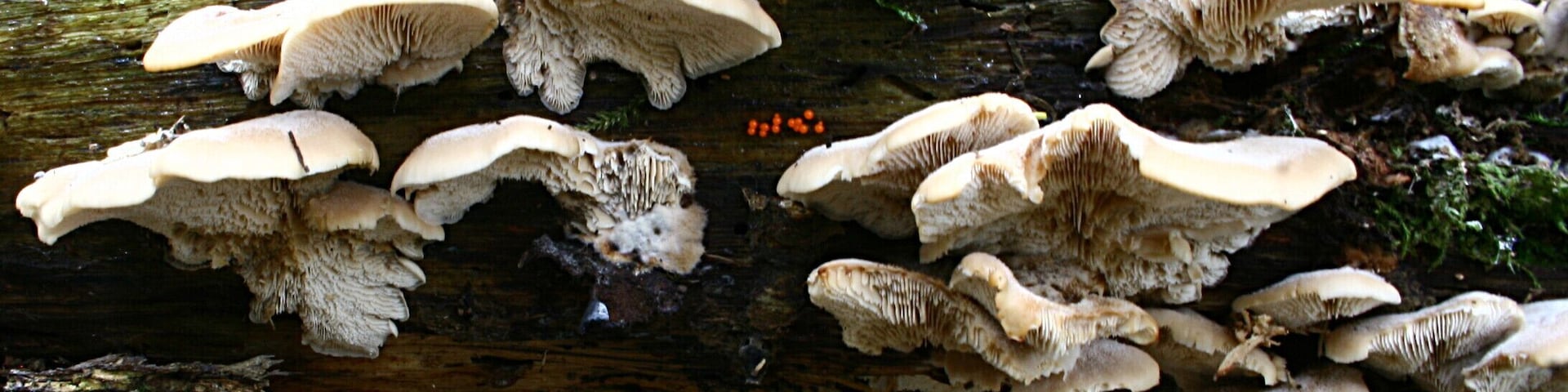 Lentinellus castoreus in a wood near Les Ulis, France.