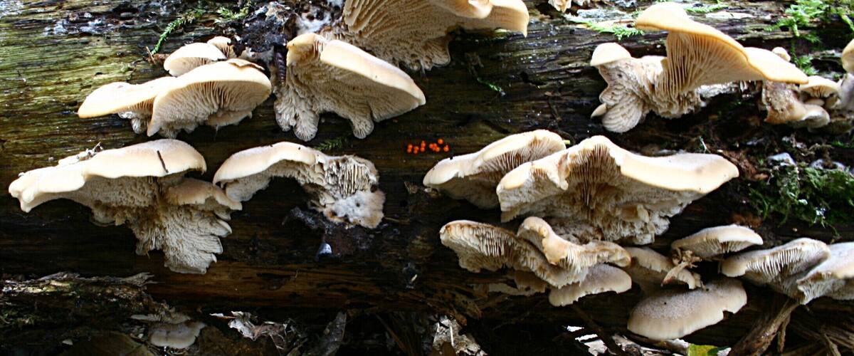 A log with mushrooms growing on it.