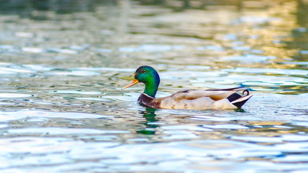 A duck swimming in calm water.