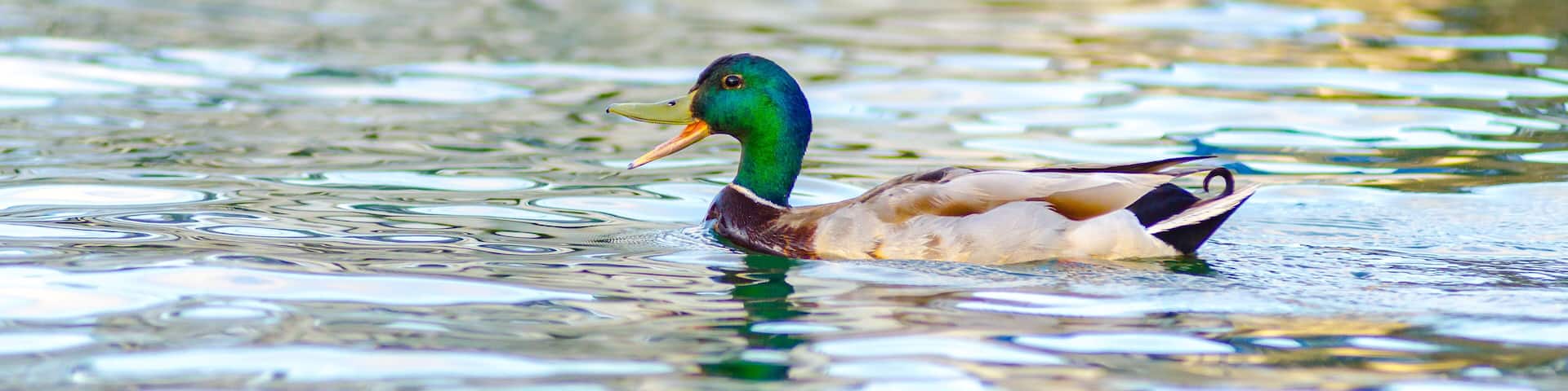 A duck swimming in calm water.