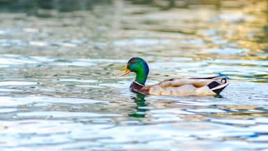 A male mallard duck swims across the waters of Lake Maxinkuckee in Culver, Indiana
