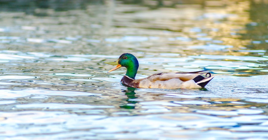 A male mallard duck swims across the waters of Lake Maxinkuckee in Culver, Indiana