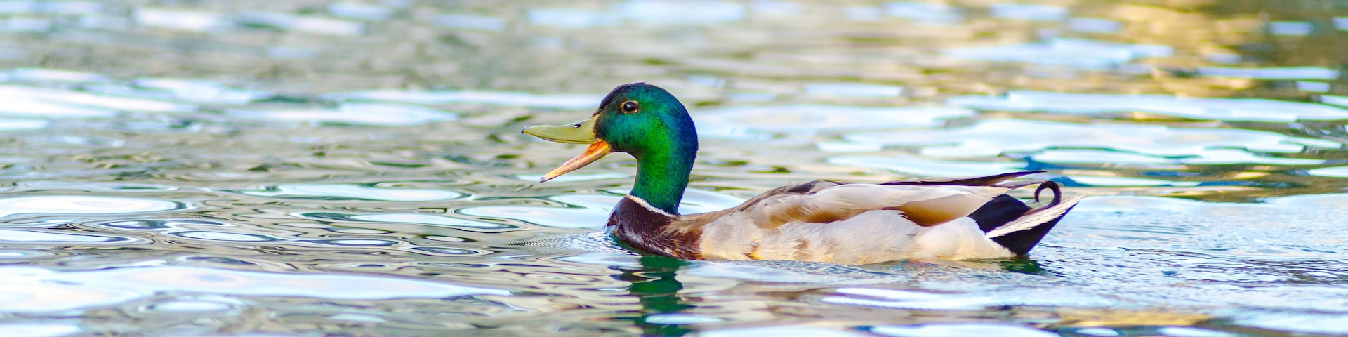A male mallard duck swims across the waters of Lake Maxinkuckee in Culver, Indiana