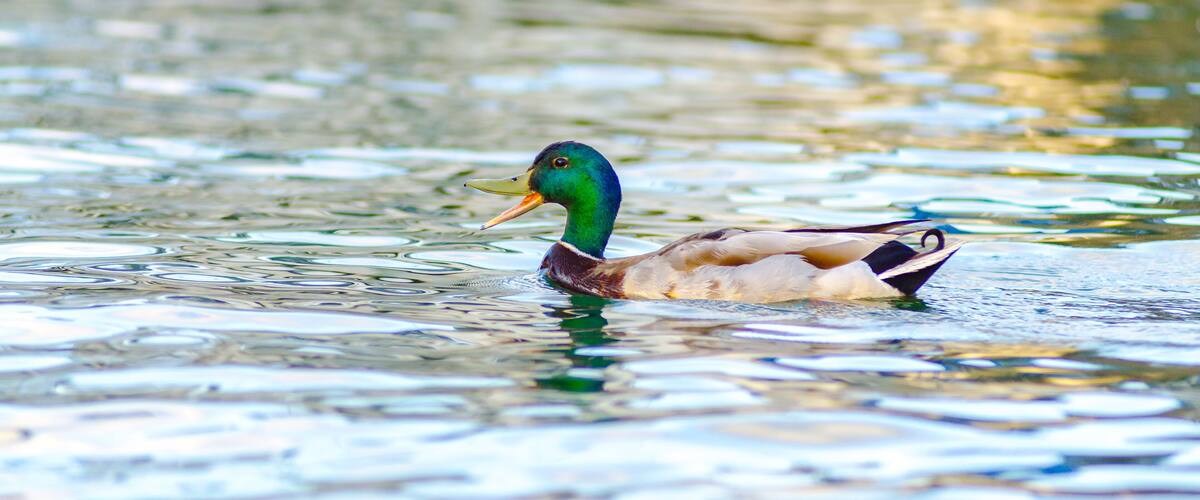A duck swimming in calm water.