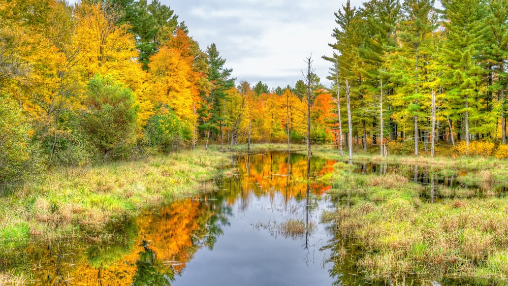 Autumn Foliage and Marsh in Northwestern Wisconsin