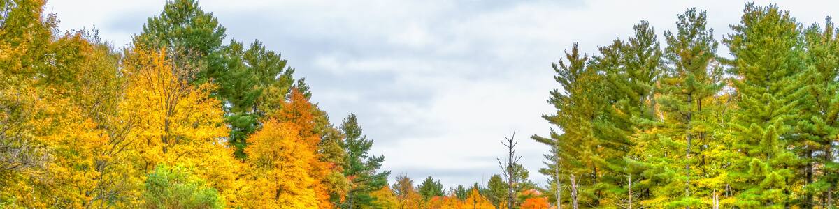 Autumn Foliage and Marsh in Northwestern Wisconsin