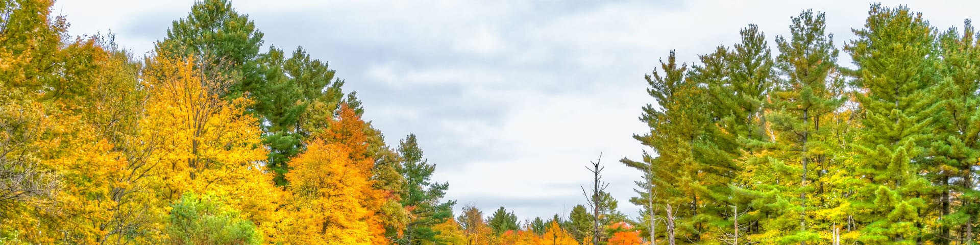 Autumn Foliage and Marsh in Northwestern Wisconsin