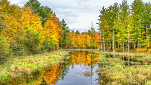 Autumn Foliage and Marsh in Northwestern Wisconsin