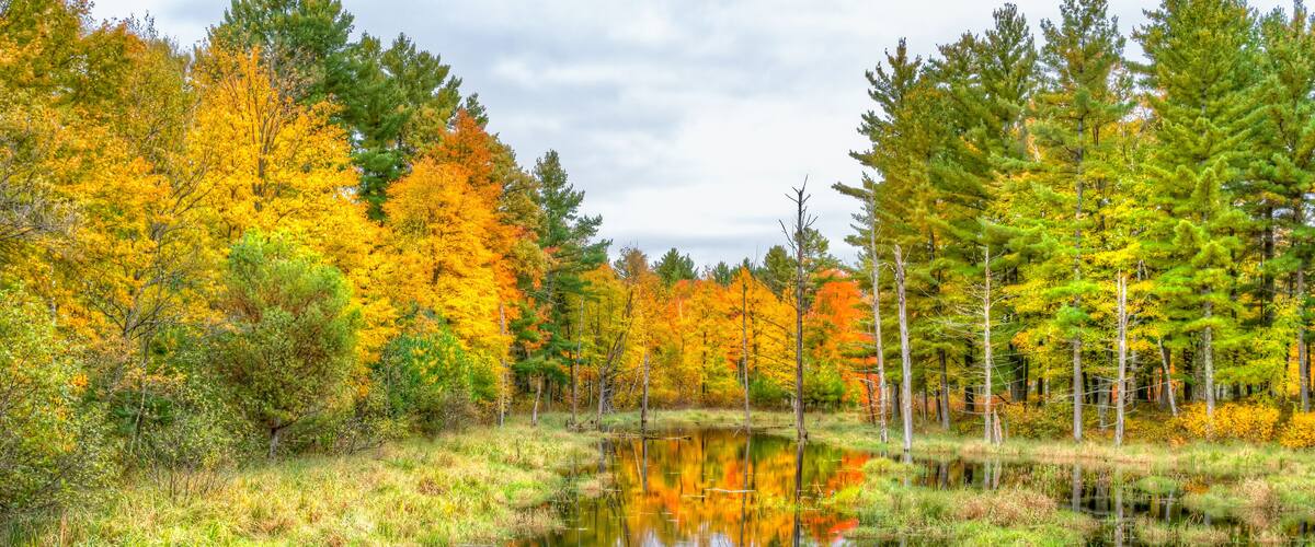 A serene pond surrounded by autumn-colored trees and a grassy landscape.