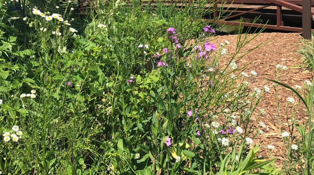 This place is away from the hustle and bustle of the business world. It's so beautiful! #Green