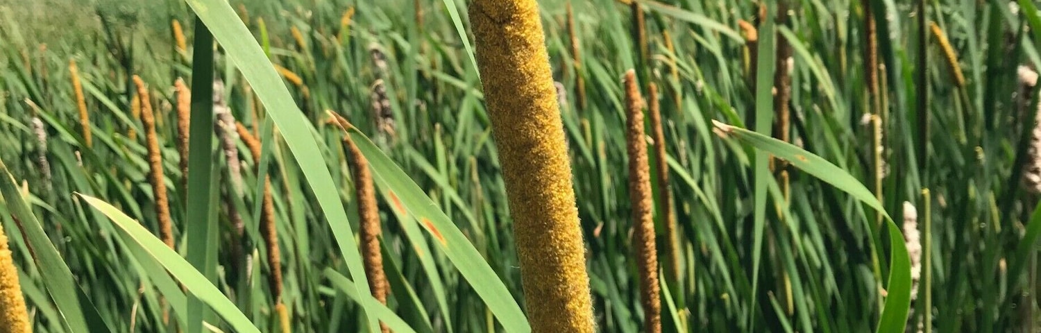 This beautiful hiking path in Delafield, WI is full of life. We spent the afternoon together simply getting away from the busyness of life. #Green #Greenery