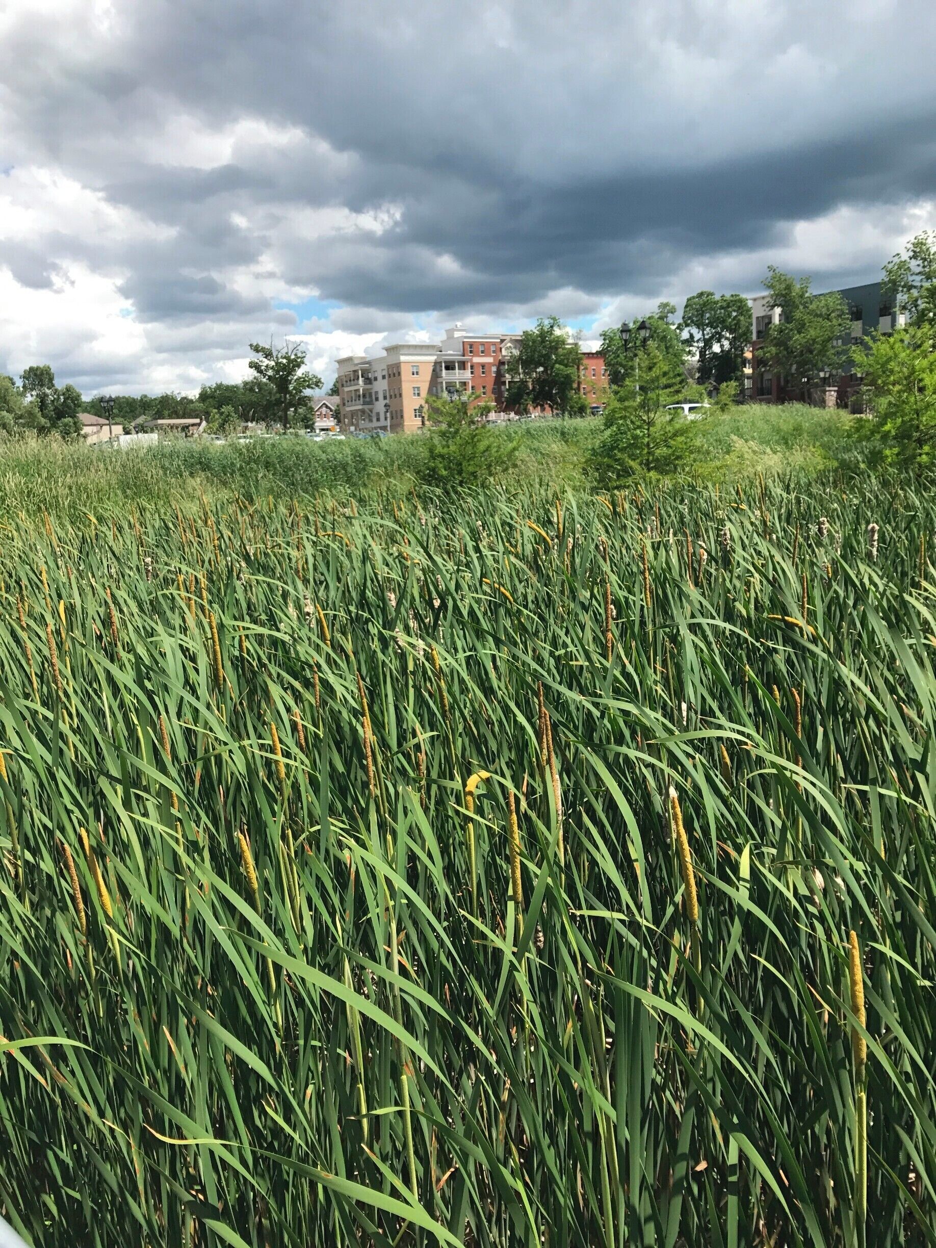 The beautiful #Green fields of Wisconsin right before a storm hit. 