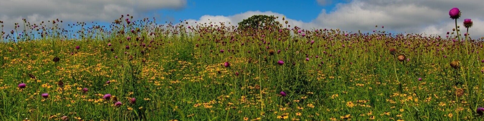 This area offers many hiking trails with a variety of difficult levels. This is from one of the prairie trails.