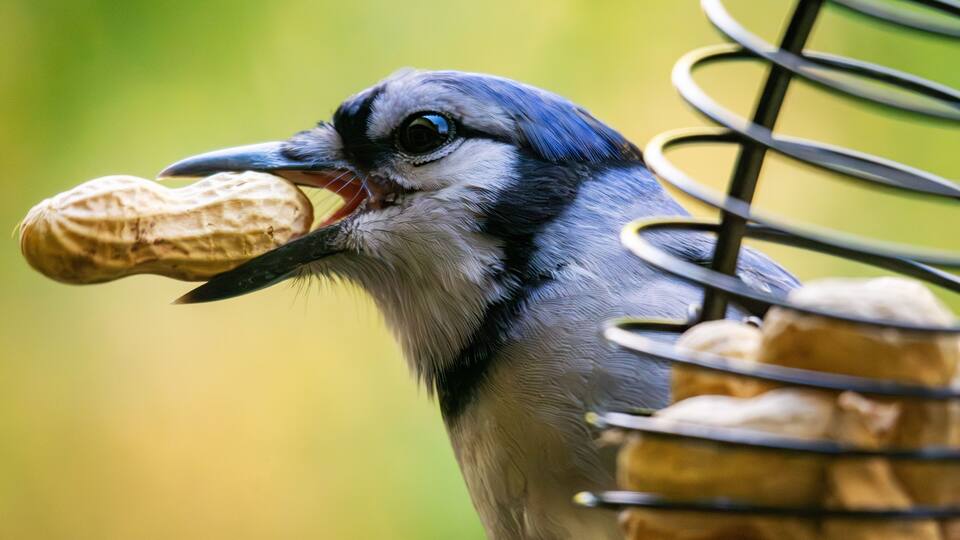A clever Blue Jay skillfully retrieves a peanut in Waukesha County, Wisconsin. This shot highlights the intelligence and resourcefulness of the species.