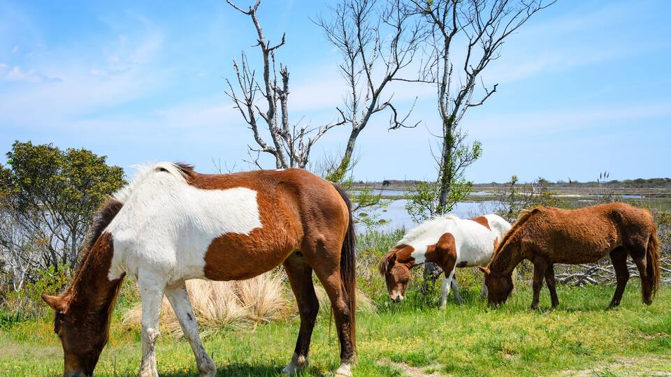 A group of horses grazing in a grassy field with trees and a body of water in the background.