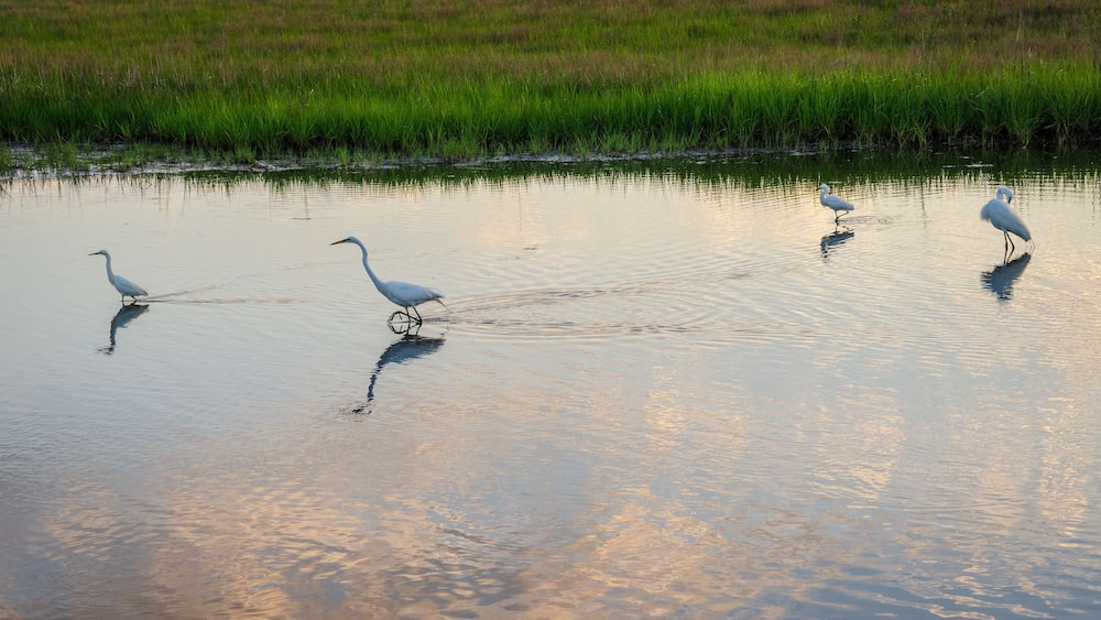 Great Egret at Chincoteague National Wildlife Refuge in Virginia