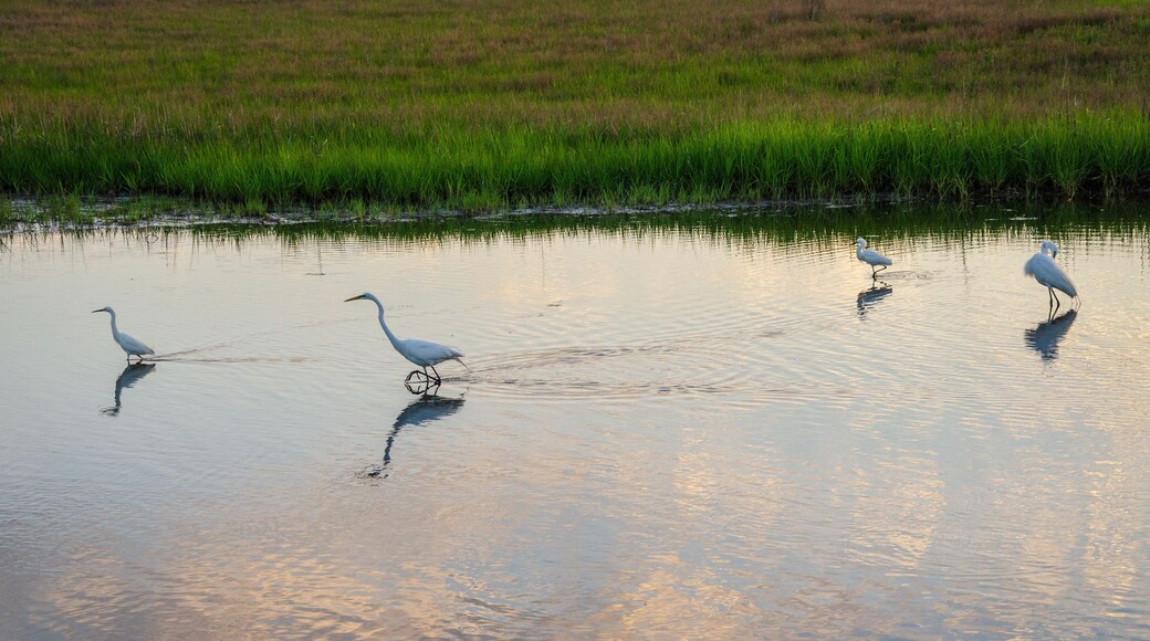 Great Egret at Chincoteague National Wildlife Refuge in Virginia