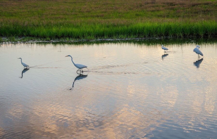 Great Egret at Chincoteague National Wildlife Refuge in Virginia