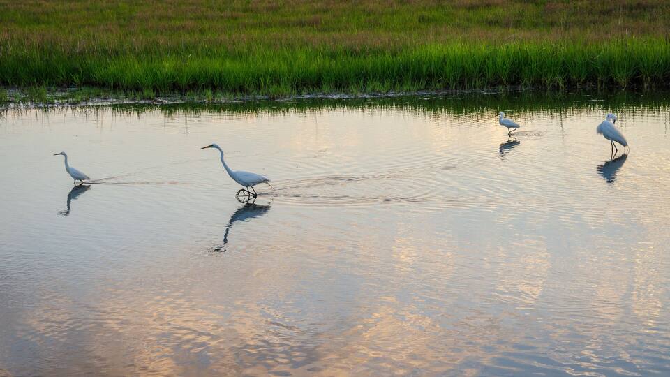 A calm water body with reflections of the sky, surrounded by green grass.