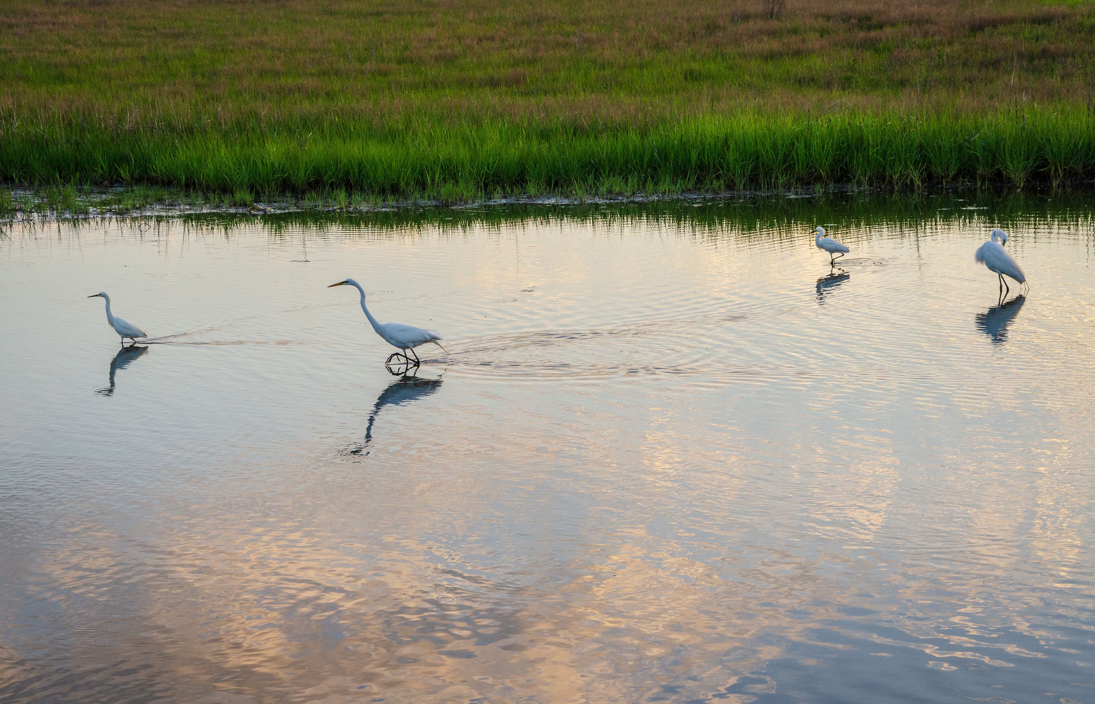 A calm water body with reflections of the sky, surrounded by green grass.