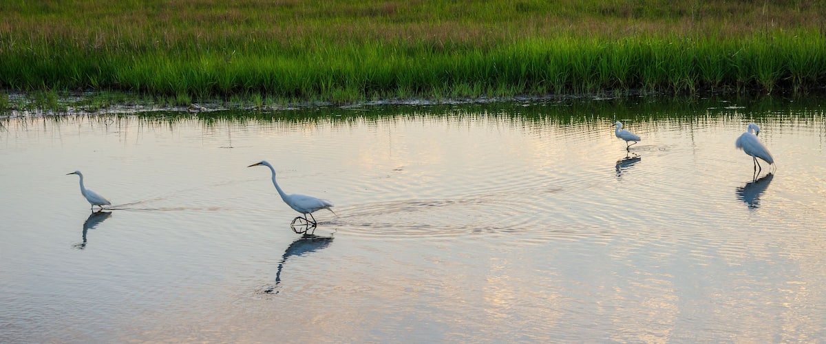 A calm water body with reflections of the sky, surrounded by green grass.