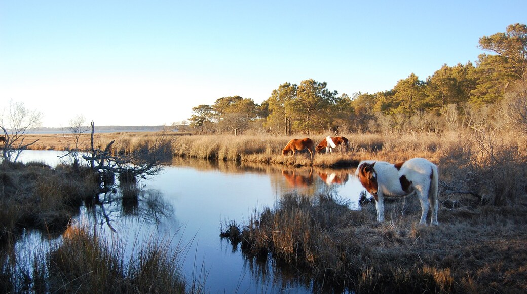 Wild horses living on Assateague Island, in Worcester County, Maryland.