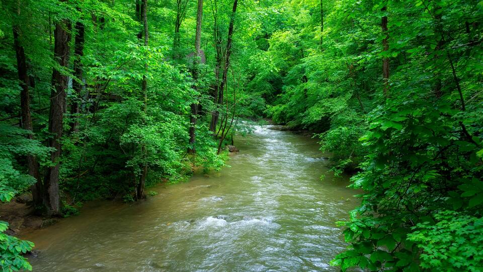 A river flowing through a dense forest with tall trees and lush green foliage.