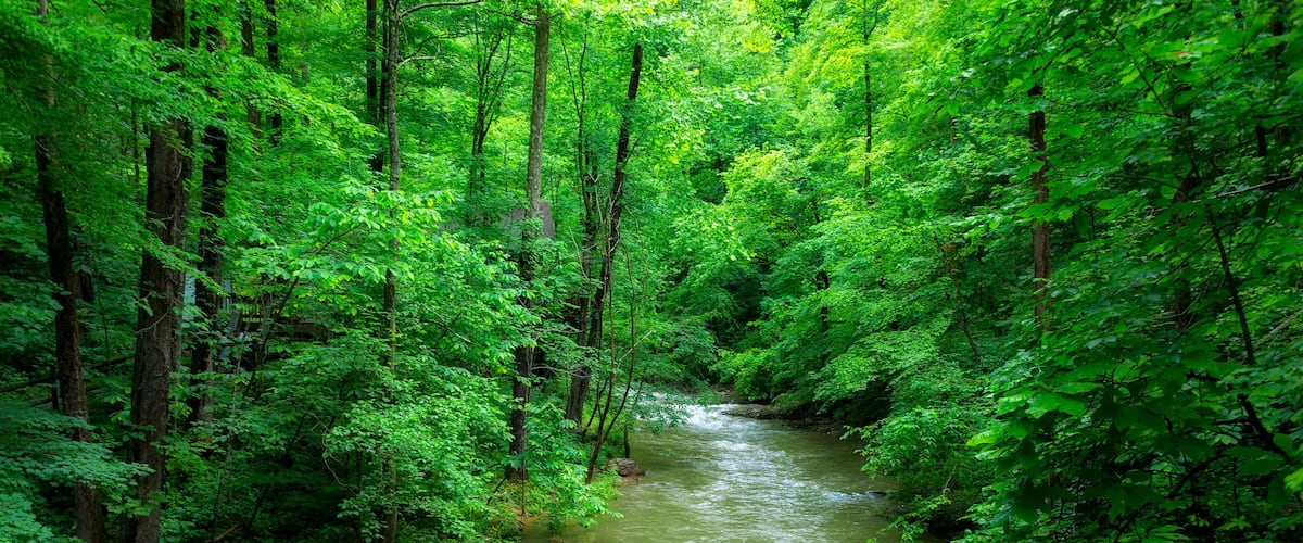 A river flowing through a dense forest with tall trees and lush green foliage.