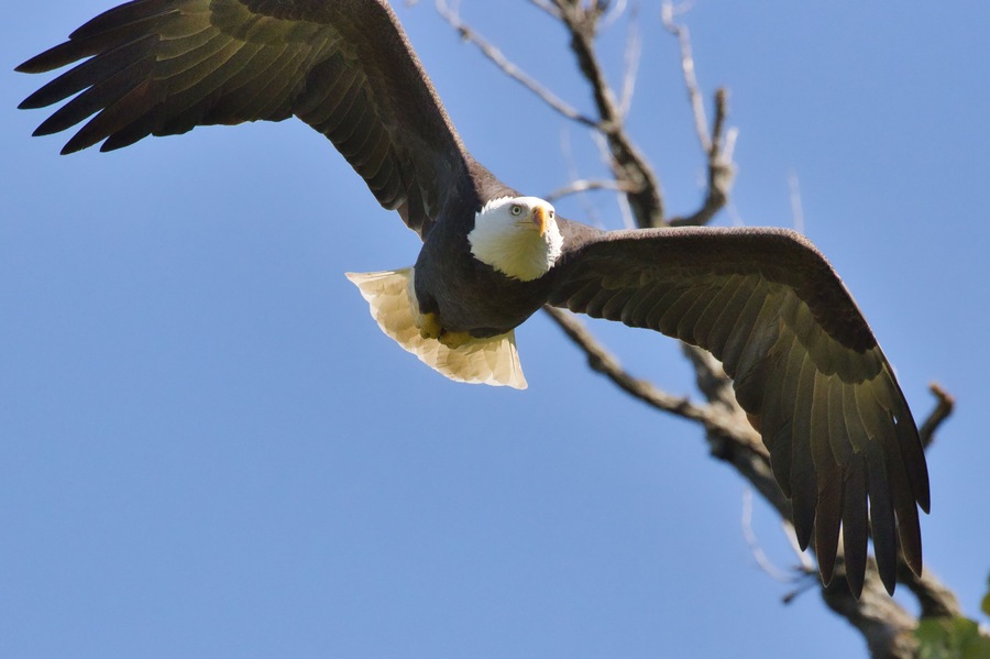 Bald eagle at White Rock Lake, Dallas, Texas.