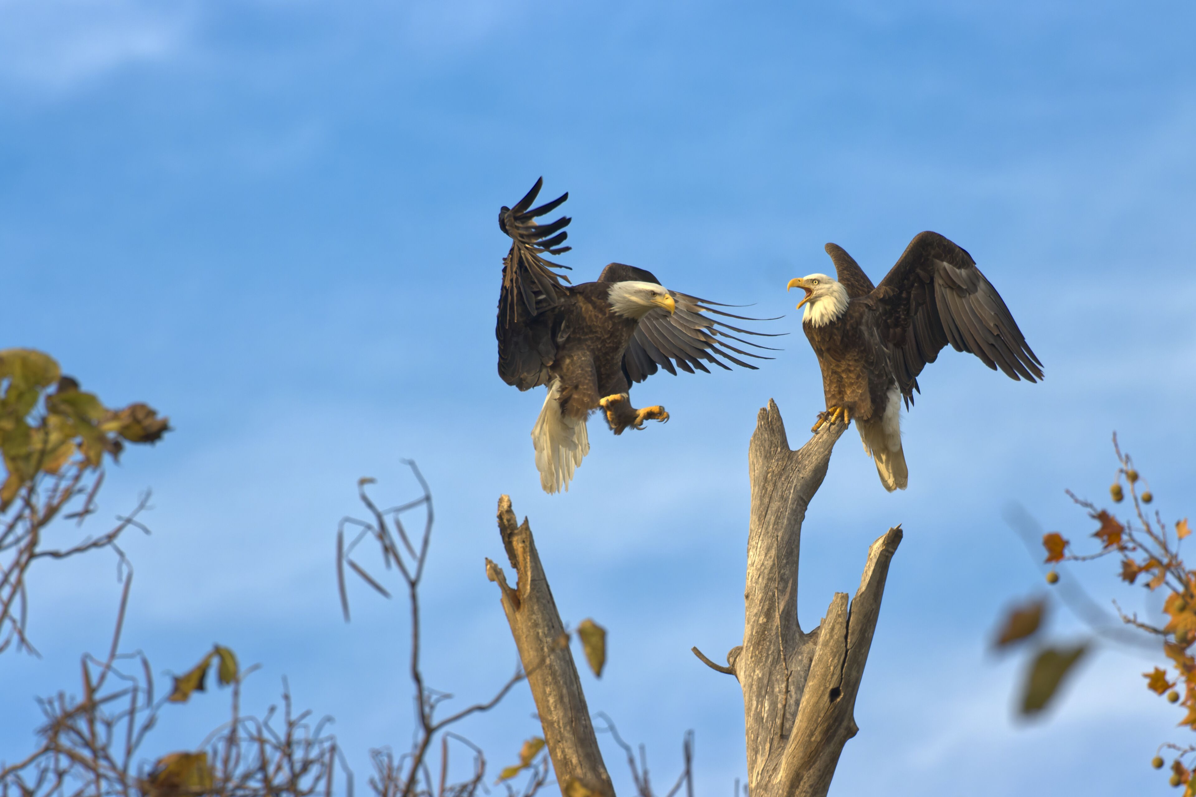 Bald eagles at White Rock Lake, Dallas, Texas