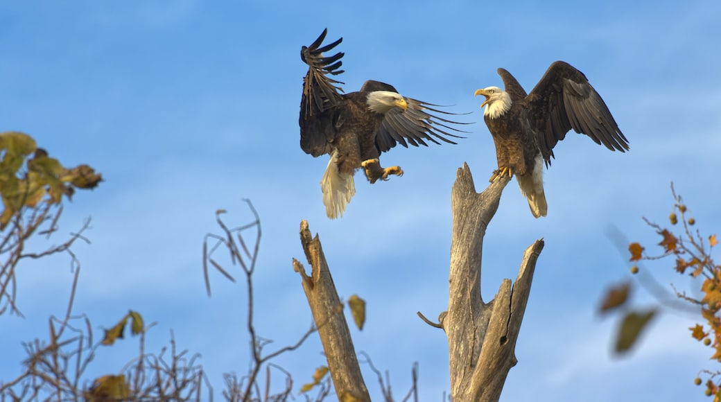 Bald eagles at White Rock Lake, Dallas, Texas