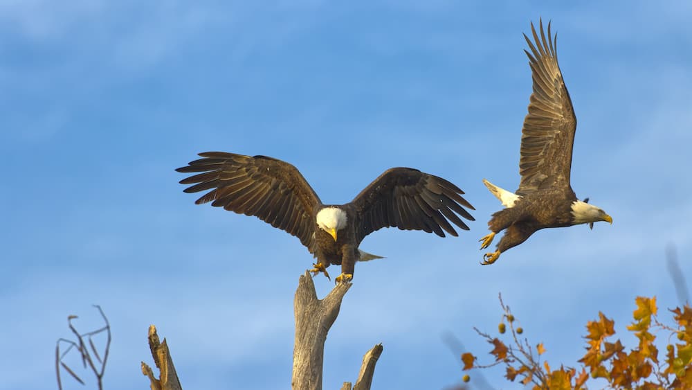 Bald eagles at White Rock Lake, Dallas, Texas