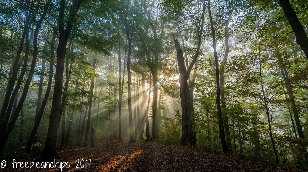 Early morning light shining through fog through trees creates a dramatic effect.