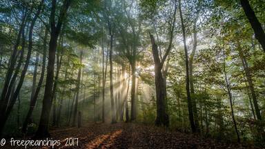 Early morning light shining through fog through trees creates a dramatic effect.