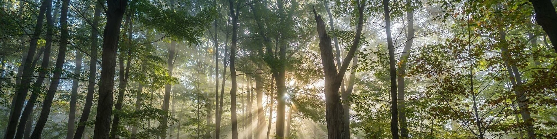 Early morning light shining through fog through trees creates a dramatic effect.