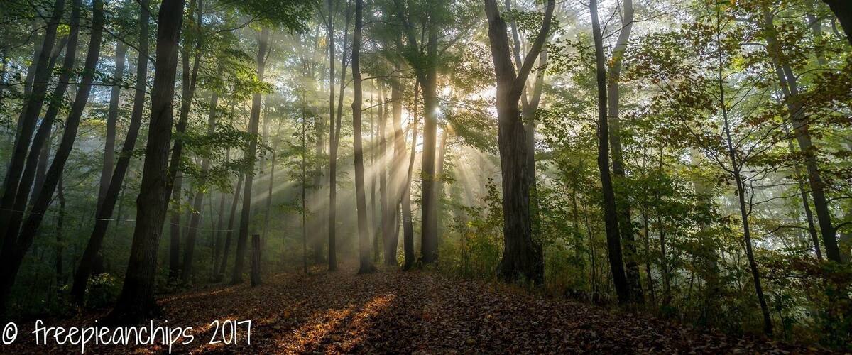 A forest with tall trees and sunlight filtering through the canopy.