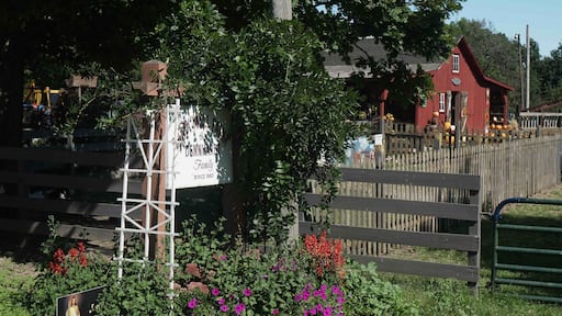 Very nice pumpkin patch. You can feed animals and lots of photo opportunities