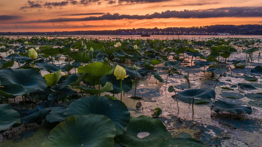 A lotus pond at sunset with a city skyline in the background.