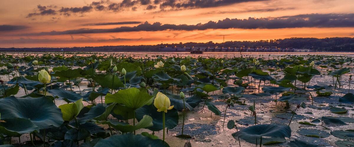 A lotus pond at sunset with a city skyline in the background.