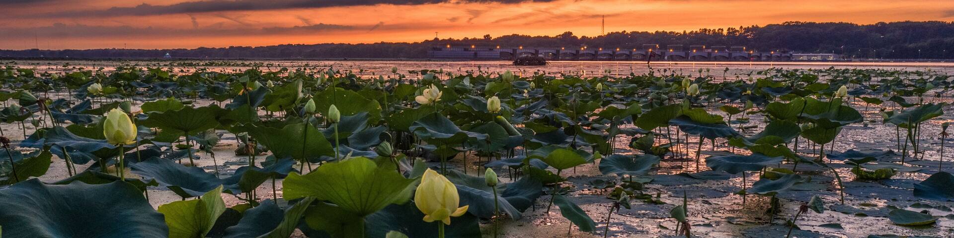 A lotus pond at sunset with a city skyline in the background.