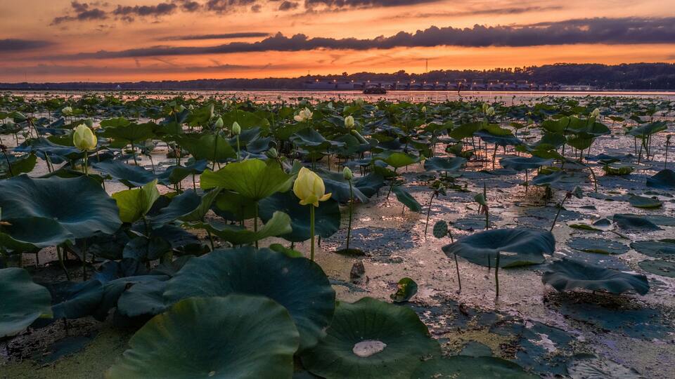 A lotus pond at sunset with a city skyline in the background.