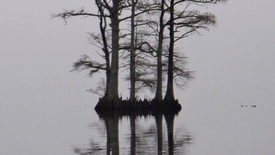 The fog engulfing the waterfront in Edenton created a whiteout, silhouetting the cypress trees on this little island near the shore.