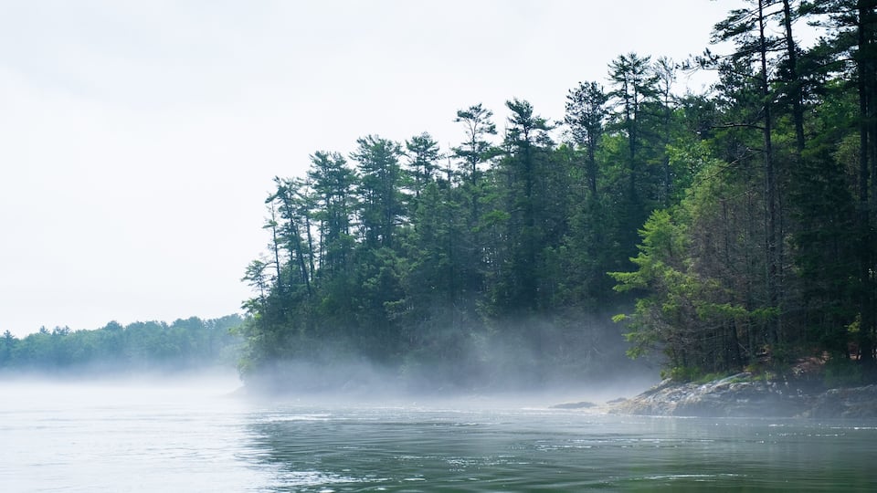 A forested riverbank with dense trees and a misty atmosphere.