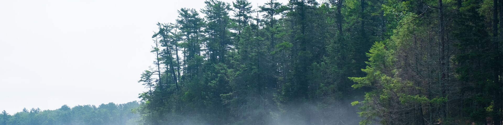 A forested riverbank with dense trees and a misty atmosphere.