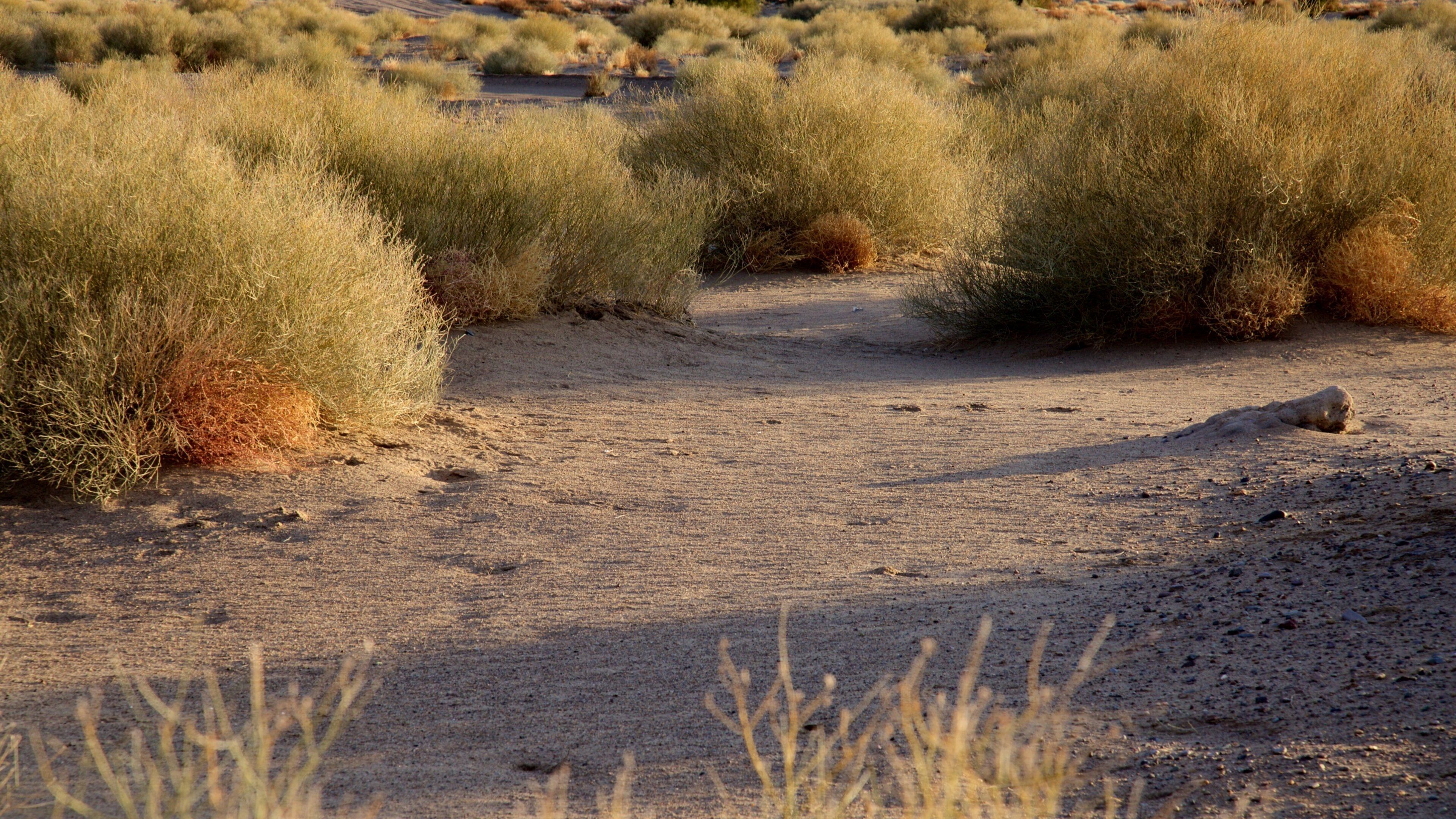 Elephant Butte which includes tranquil scenes and a sandy beach