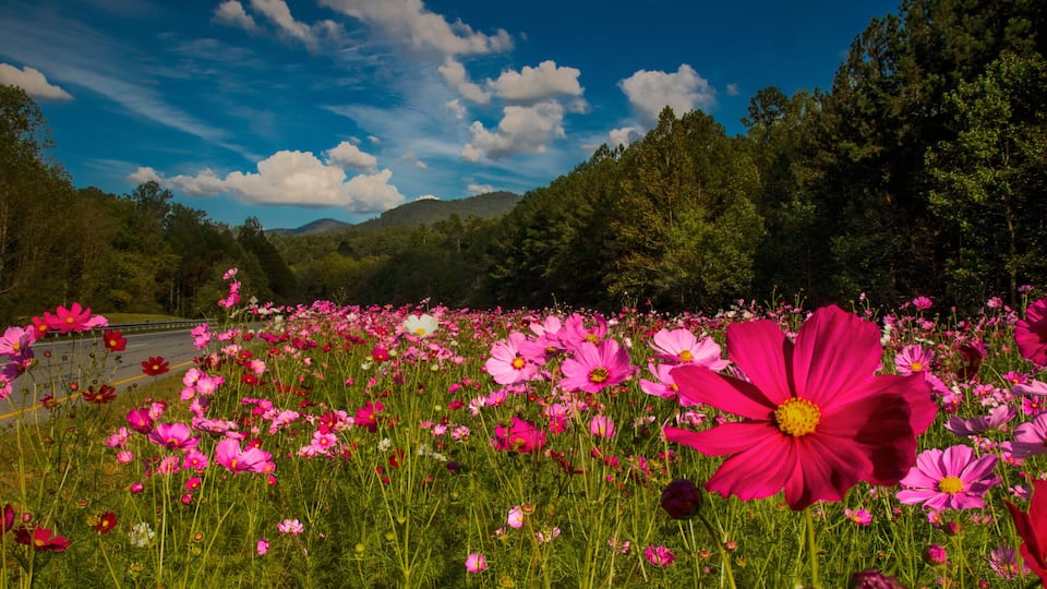 A field of pink flowers with a road and forest in the background.