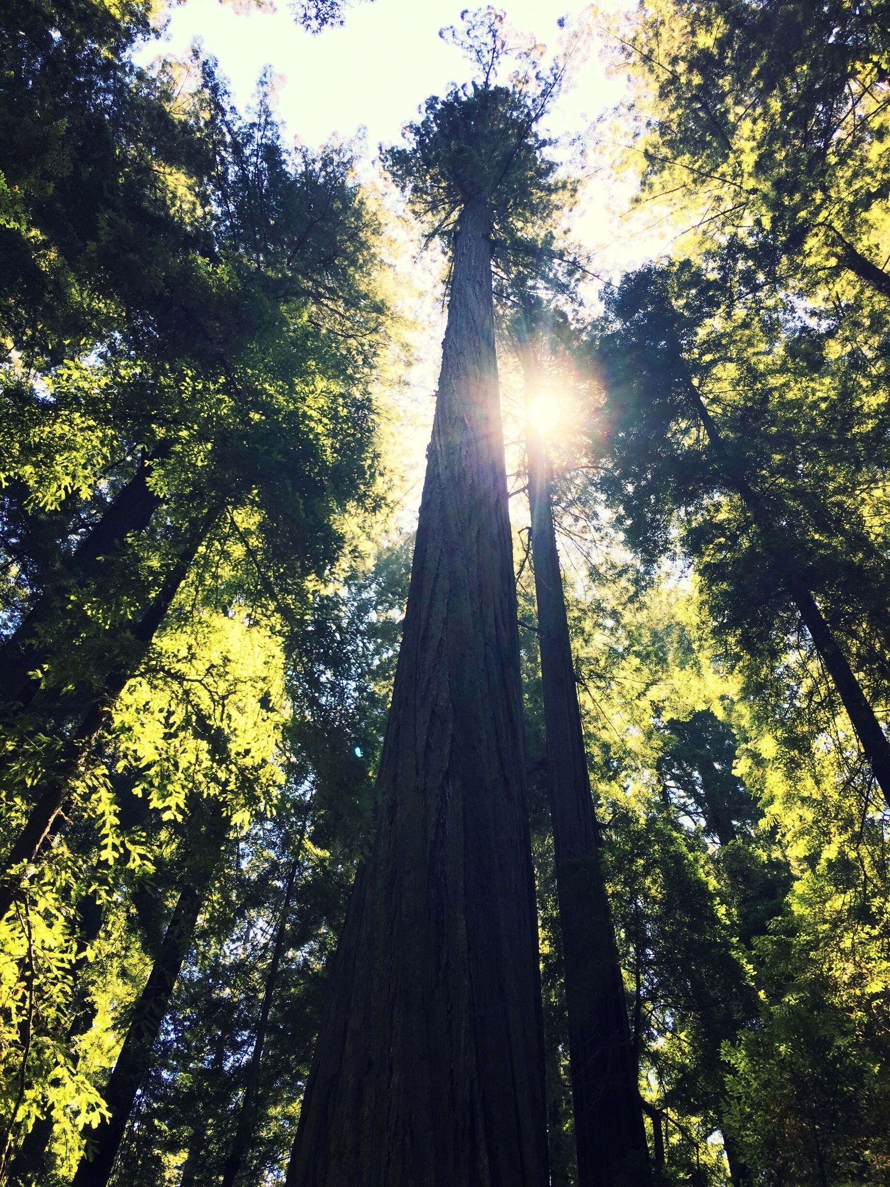 Founders tree in founders grove near Weott, California was named after the founders of Save the Redwood League.